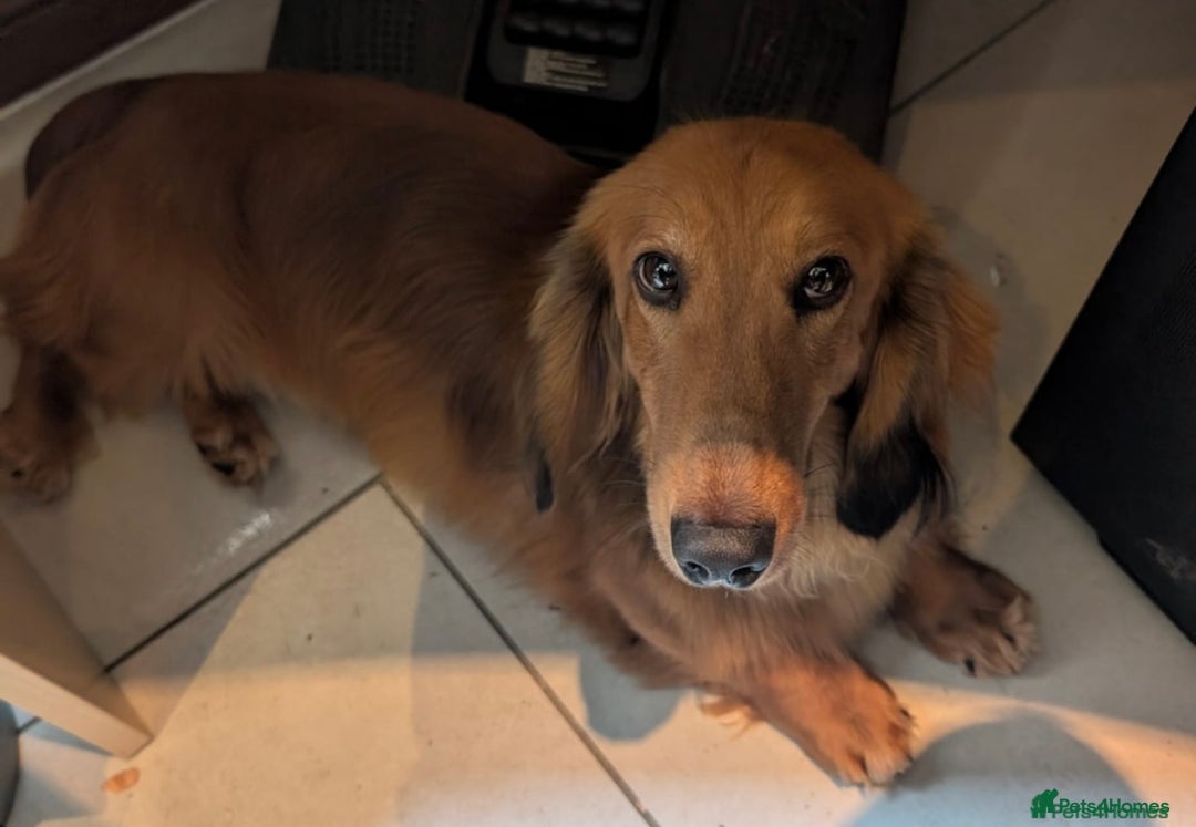 Dachshund dogs for sale: Dachshund for re-homing - Image 4