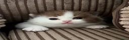 British Shorthair cats for sale: BRITISH SHORTHAIR KITTENS  - Advert 7
