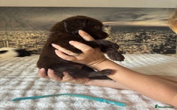 Springador dogs for sale: Chocolate Springador Puppies – Ready Soon! 🐾 - Image 7