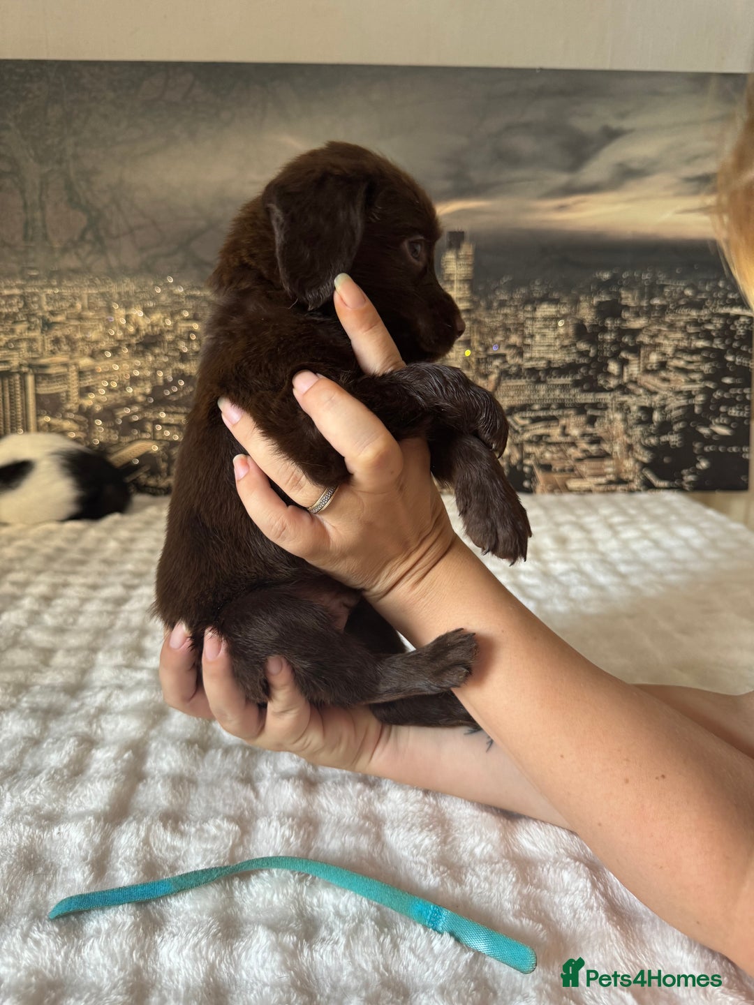 Springador dogs for sale: Chocolate Springador Puppies – Ready Soon! 🐾 - Image 7