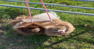 Pomeranian dogs in Leeds - Advert 5