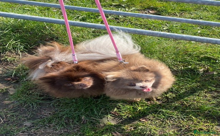 Pomeranian dogs in Leeds - Advert 2