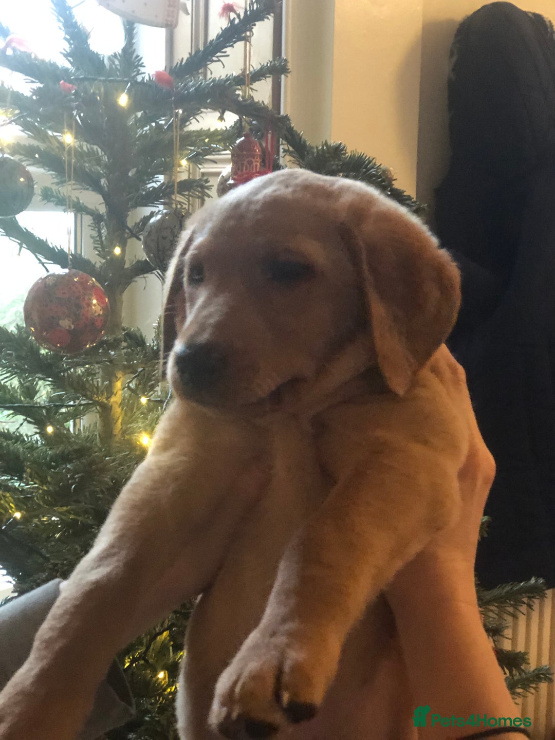 Labrador Retriever dogs for sale: Beautiful Kc registered Royal bloodline Labrador  - Advert 8