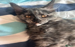Maine Coon cats for sale: Beautiful Pedigree Maine Coon Kitten - 1 Left - Image 14