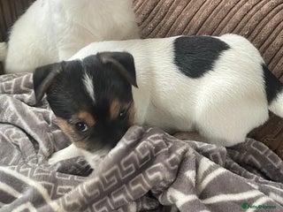 Jack Russell dogs Jack Russell 2 girls 1 boy - Advert 12