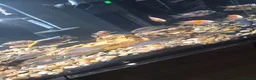 Cichlids fish for sale: Cichlids in Ellesmere Port - Advert 3