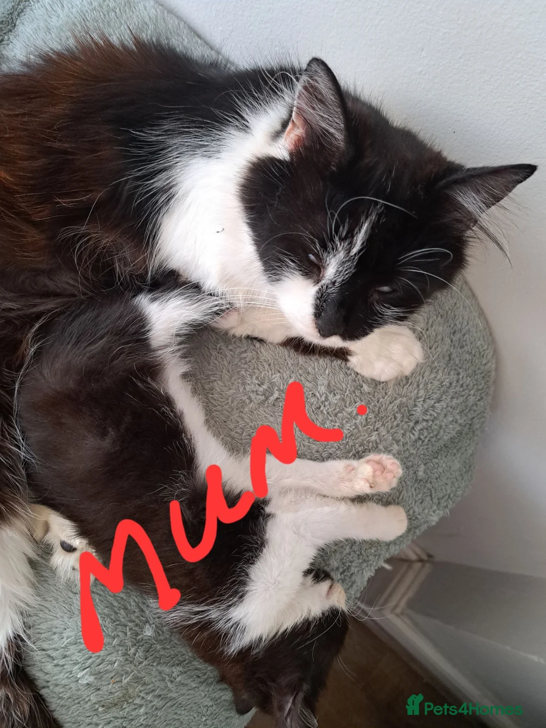 Mixed Breed cats for sale: 2 boys, 1 girl kitten  - Advert 7