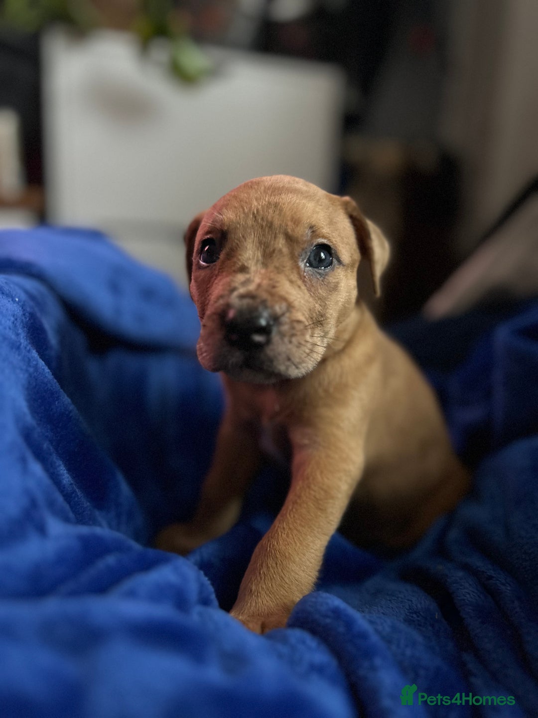 Mixed Breed dogs for sale: Mix breed Staff  - Advert 27