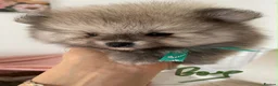 Pomeranian dogs for sale: Gorgeous Pom Puppies  - Advert 33