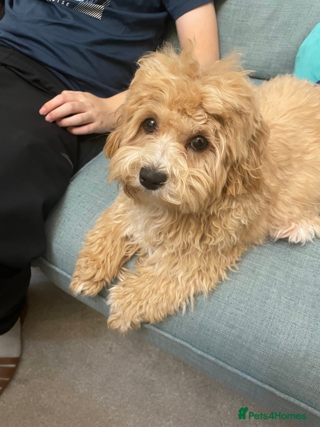 Maltipoo dogs for sale: Cute Maltipoo girl - Image 2