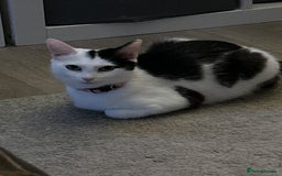 Mixed Breed cats for sale: 2 beautiful loving boys ready for new homes - Image 5
