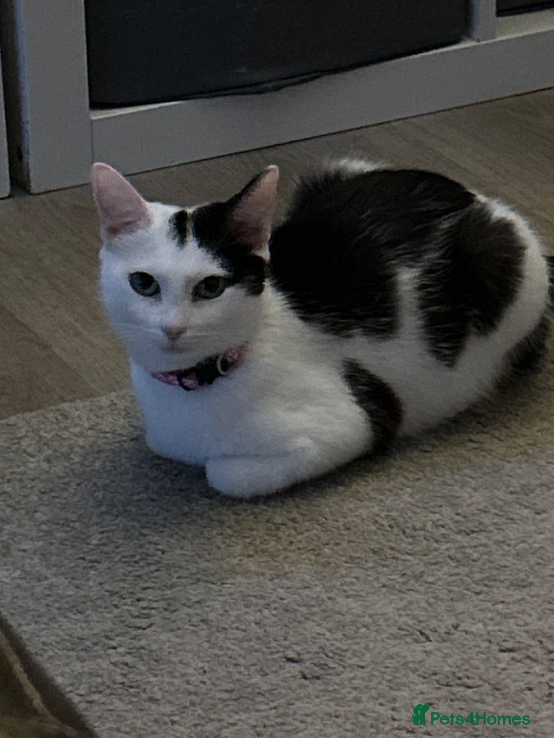 Mixed Breed cats for sale: 2 beautiful loving boys ready for new homes - Image 5
