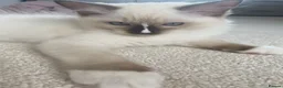 Ragdoll cats for sale: GCCF Best of Breed & Champion Bloodline Ragdolls🏆 - Advert 3