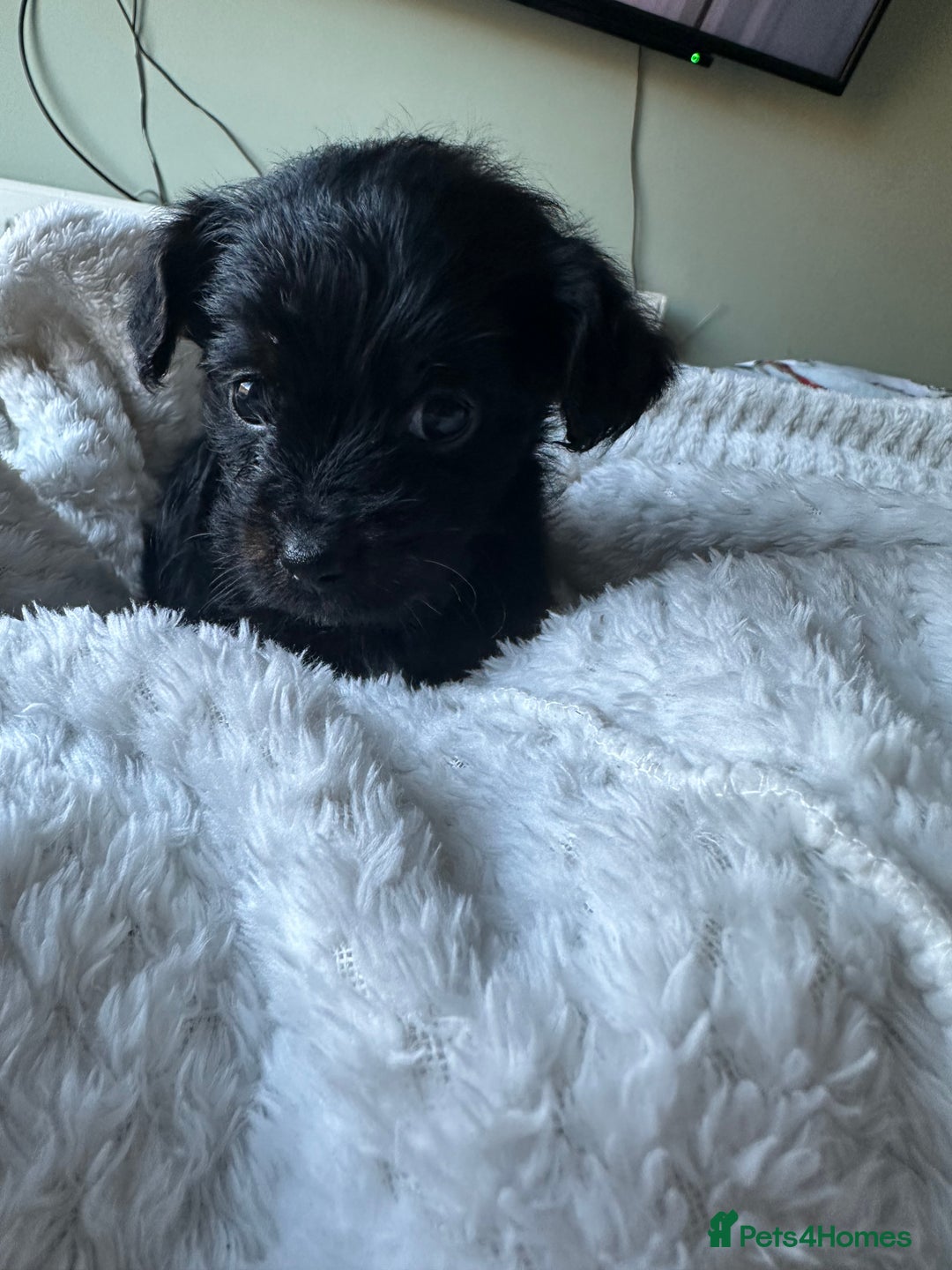Mixed Breed dogs for sale: Yorkiepoo - Advert 4