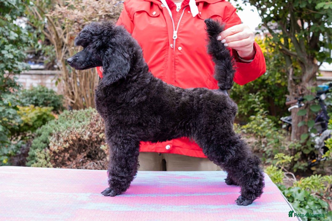 Miniature Poodle dogs for sale: Signature Miniature Poodle Puppies - Advert 8