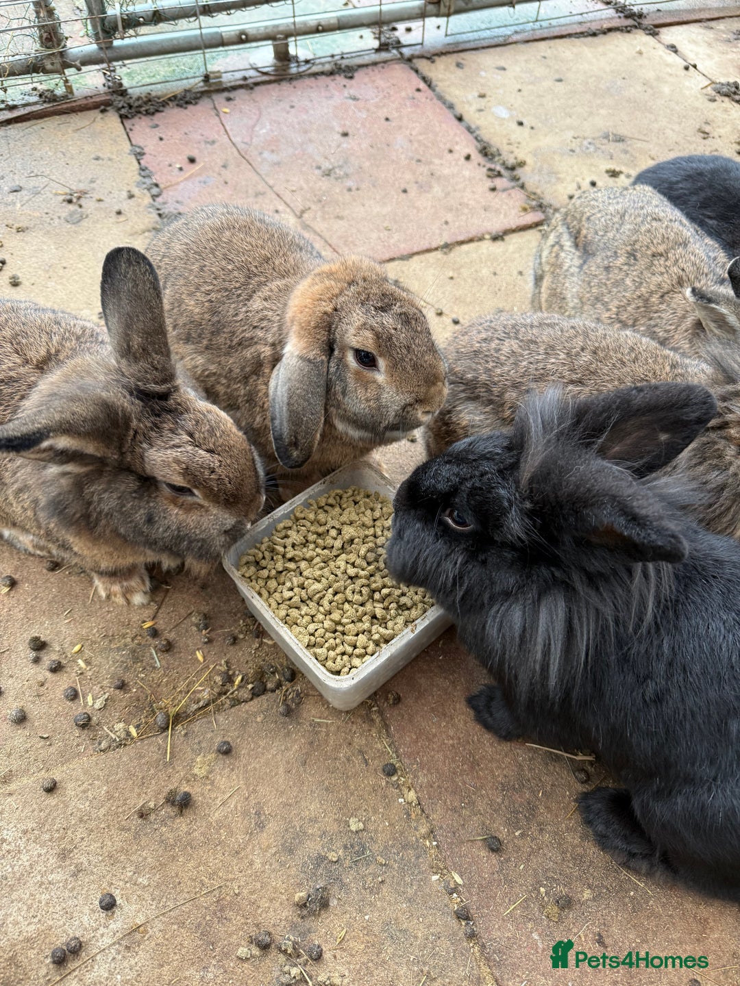 Mixed Breed rabbits for sale: Rabbits  - Advert 2