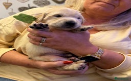 Golden Retriever dogs for sale: KC Reg Golden Retriever Pups - CHAMPION Bloodlines - Image 12