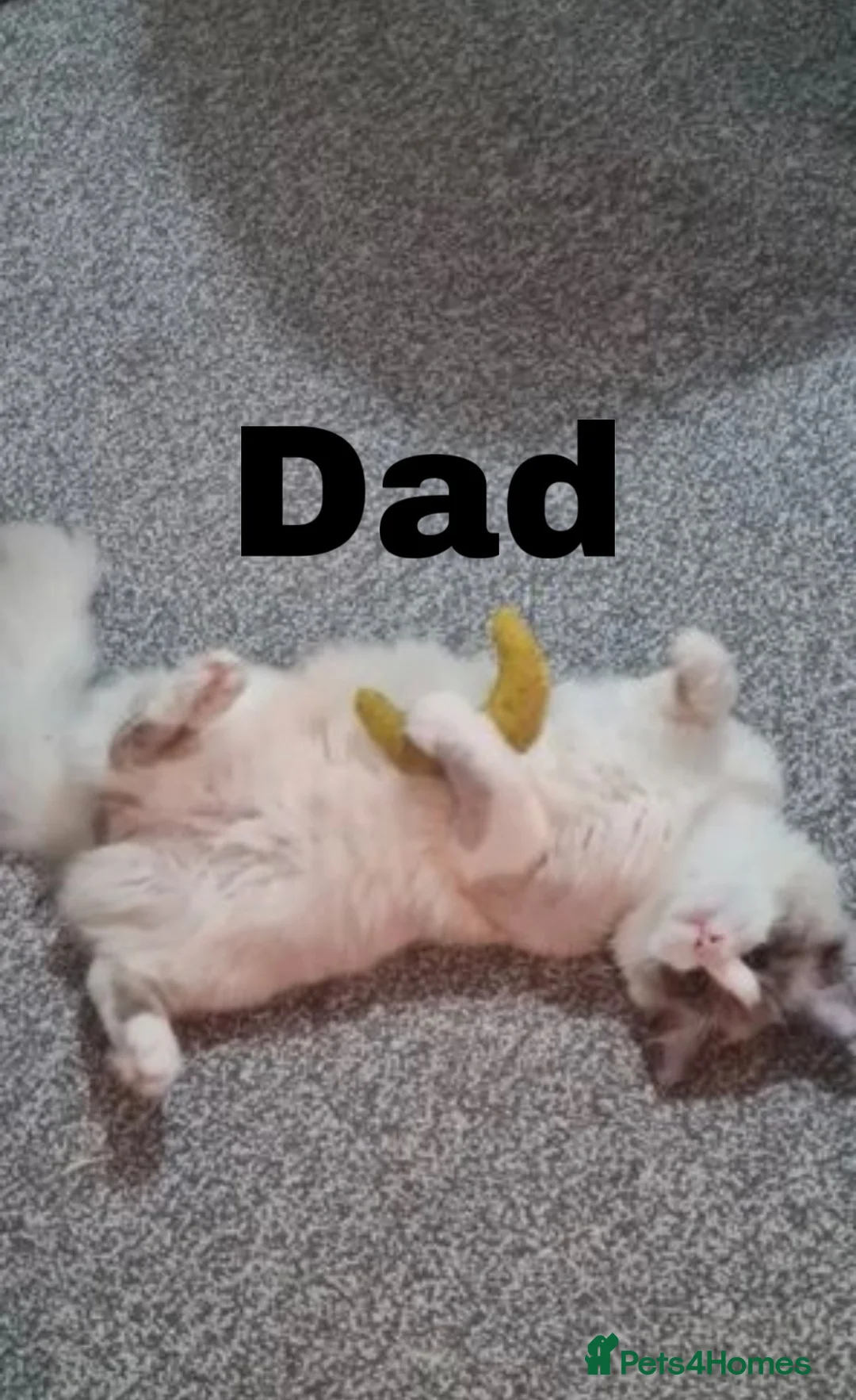 Ragdoll cats for stud: Bicolour Ragdoll Male for Stud in Mansfield - Advert 9