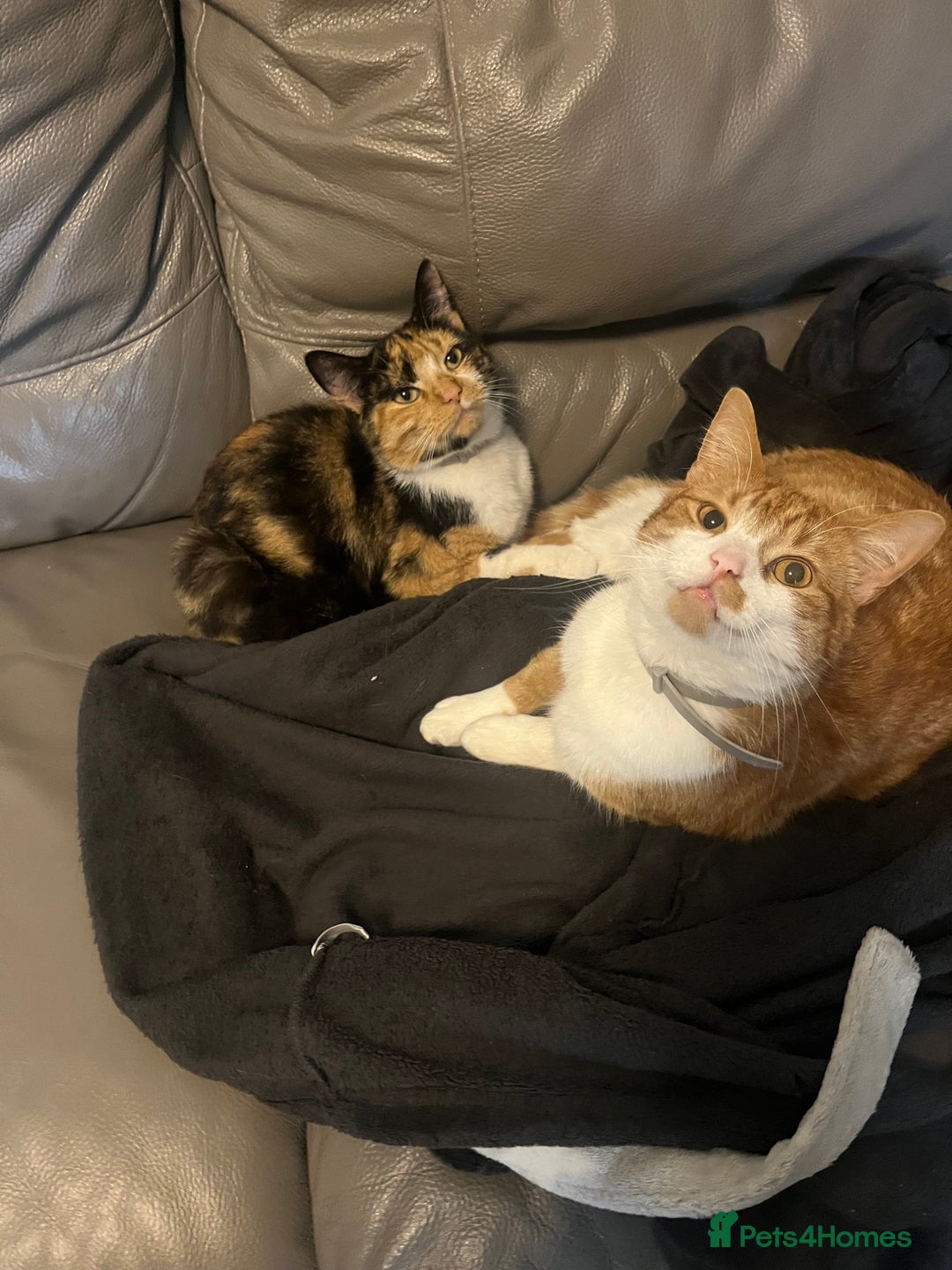 Domestic Shorthair cats for sale: looking for a forever home. (Free/ adoption)  - Image 1