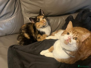 Domestic Shorthair cats - Advert 22