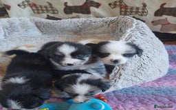 Pomeranian dogs for sale: Fabulous Pom fur babies - Image 11