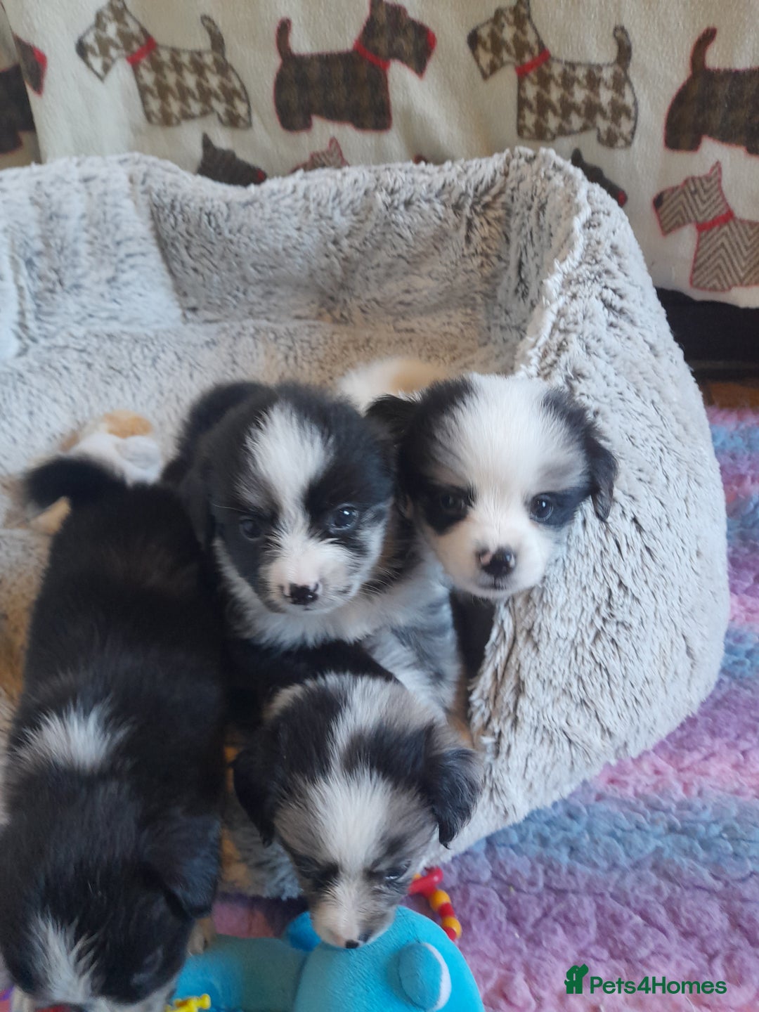 Pomeranian dogs for sale: Fabulous Pom fur babies - Image 11