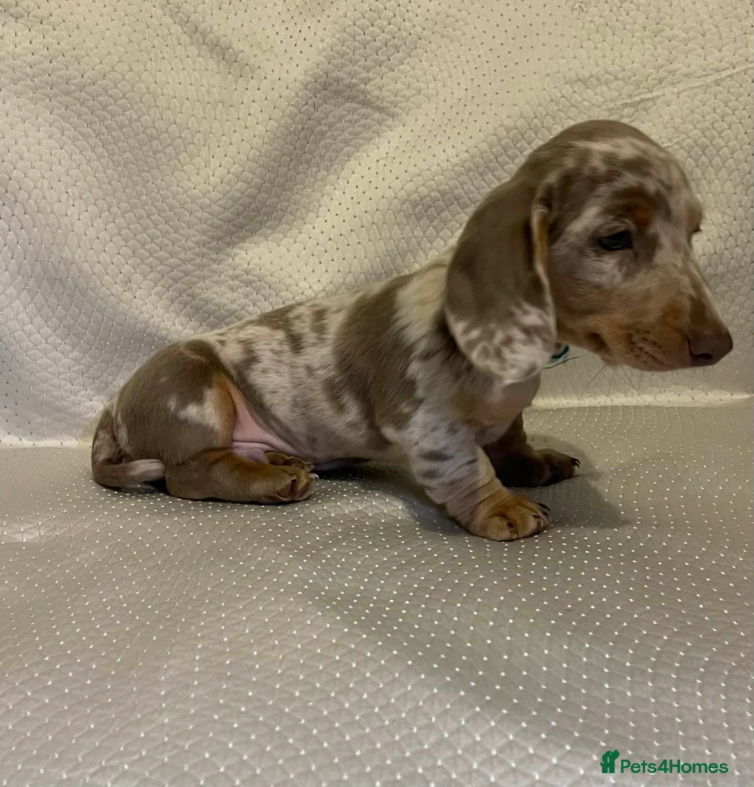 Dachshund dogs for sale: Dachshund puppies for sale  - Advert 2