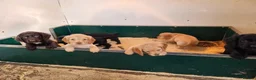 Cocker Spaniel dogs for sale: Cocker Spaniel puppies  - Advert 4