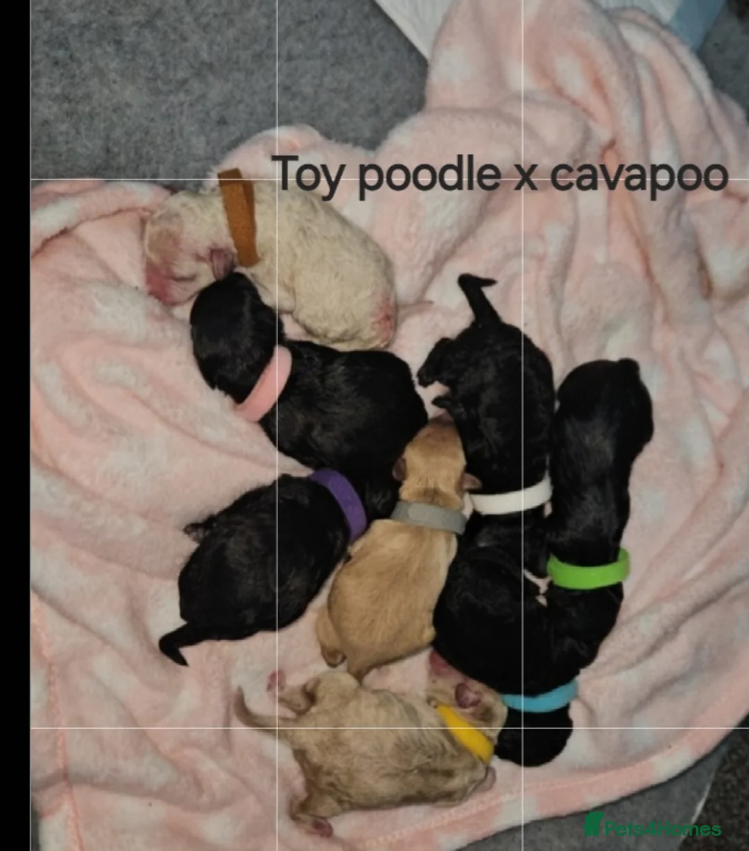 Toy Poodle dogs for stud: *2 STUDS AVAILABLE*FULL PEDIGREE SILVER & PHANTOM - Advert 30