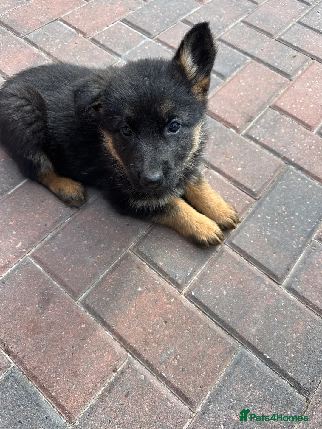 German Shepherd dogs for sale: german shepherd  in Barnsley - Advert 2