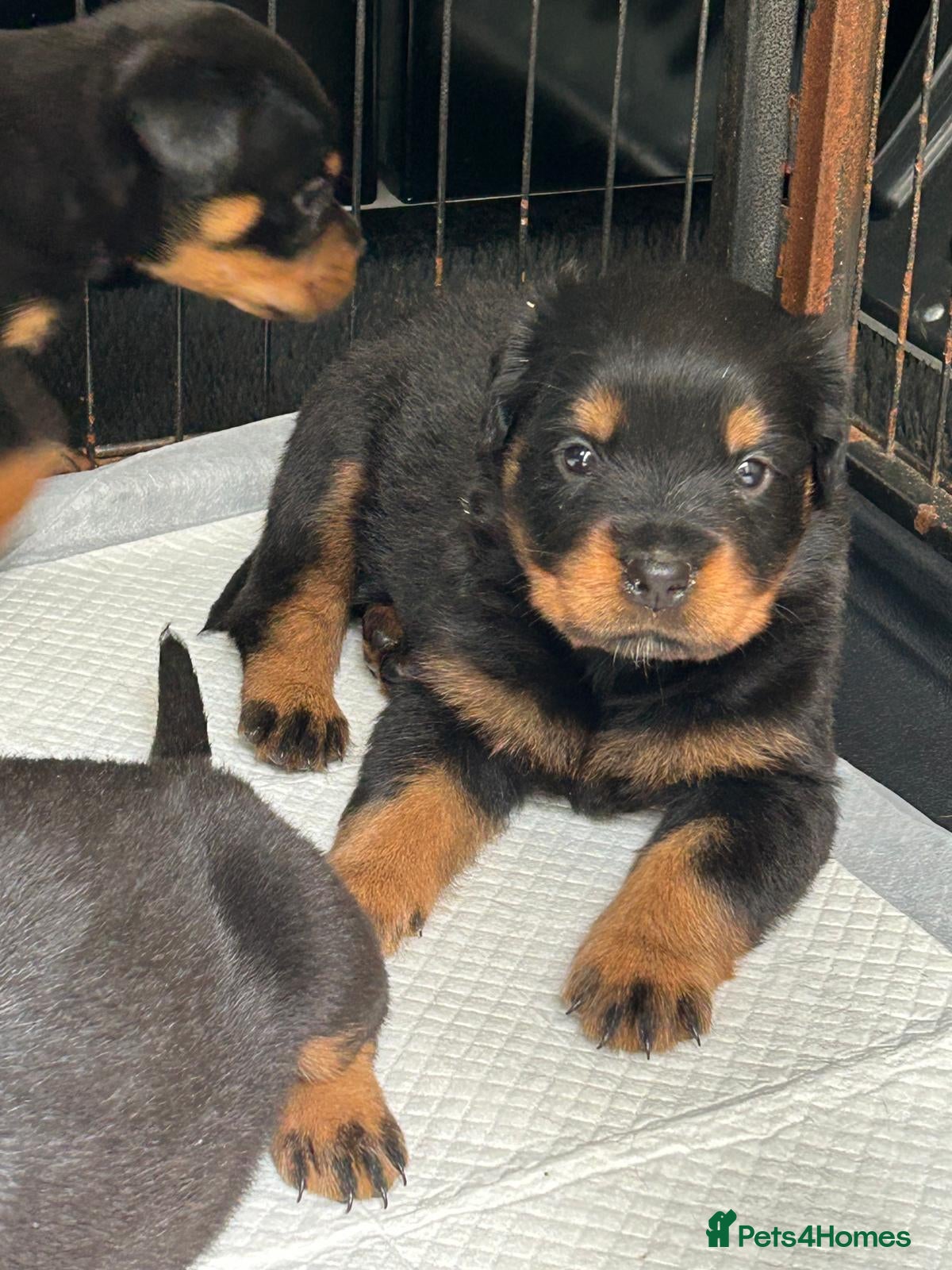 Rottweiler dogs Rottwiler puppies - Advert 2
