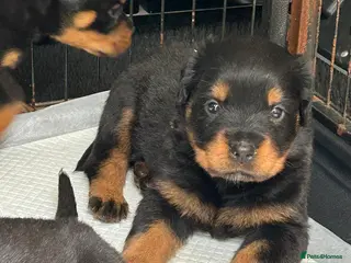 Rottweiler dogs Rottwiler puppies - Advert 2