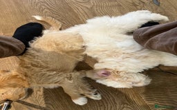 Mixed Breed dogs for sale: Tiboodle Puppies – Toy Poodle x Tibetan Terrier - Advert 22