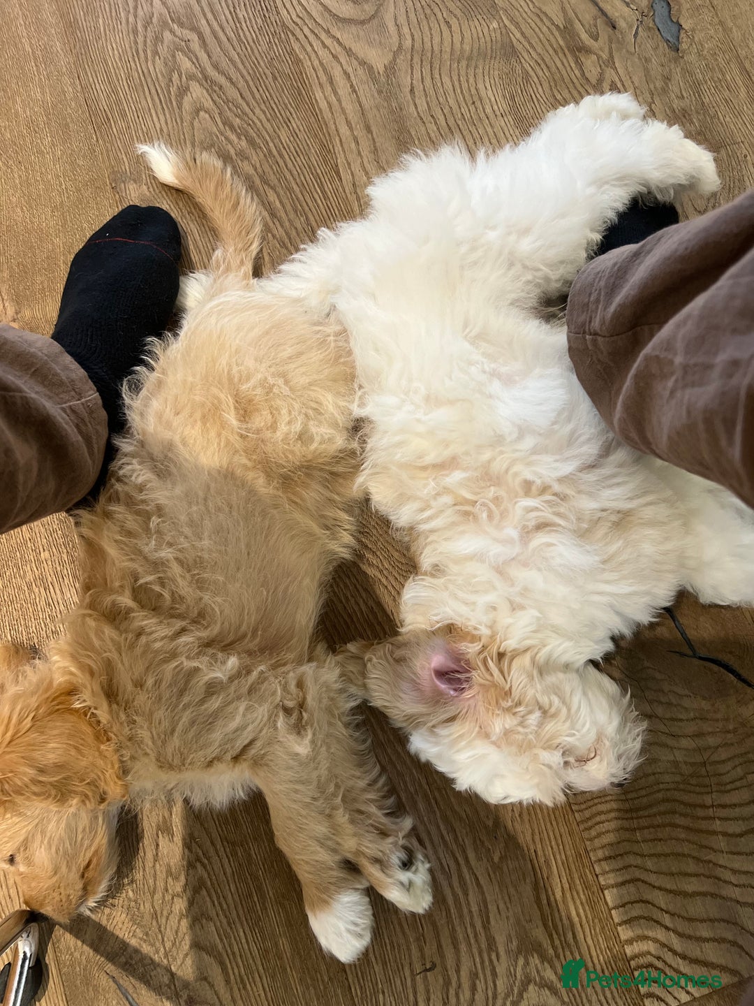 Mixed Breed dogs for sale: Tiboodle Puppies – Toy Poodle x Tibetan Terrier - Advert 22