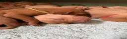 Hungarian Vizsla dogs for sale: Exceptional KC Pedigree Hungarian Vizsla’s 13 jun - Advert 6