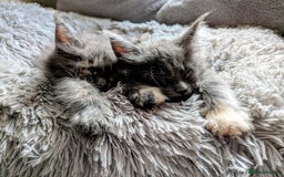 Maine Coon cats for sale: Main Coon kittens for sale  - Advert 3