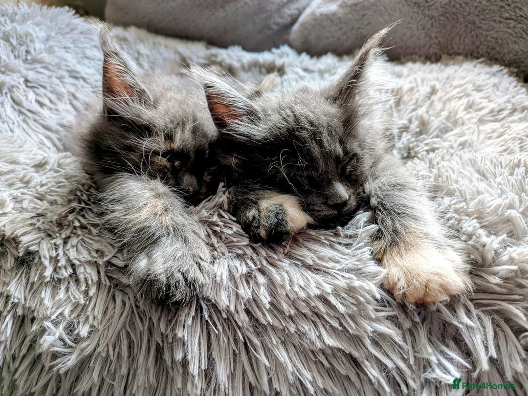 Maine Coon cats for sale: Main Coon kittens for sale  - Advert 3