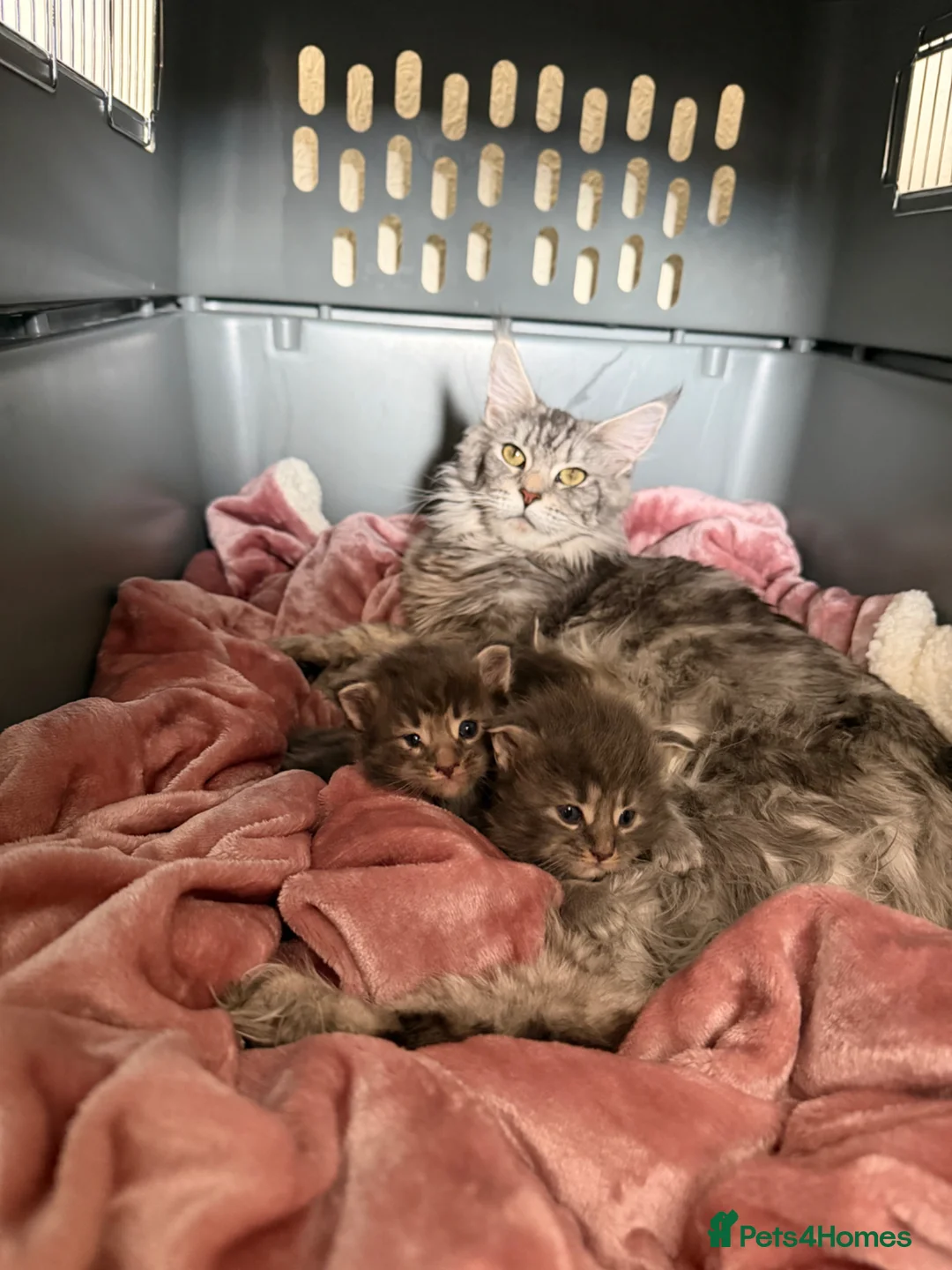 Maine Coon cats for sale: 🐾 BEAUTIFUL MAINE COON KITTENS FOR SALE 🐾 in Margate - Advert 1