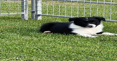 Border Collie dogs - Advert 6