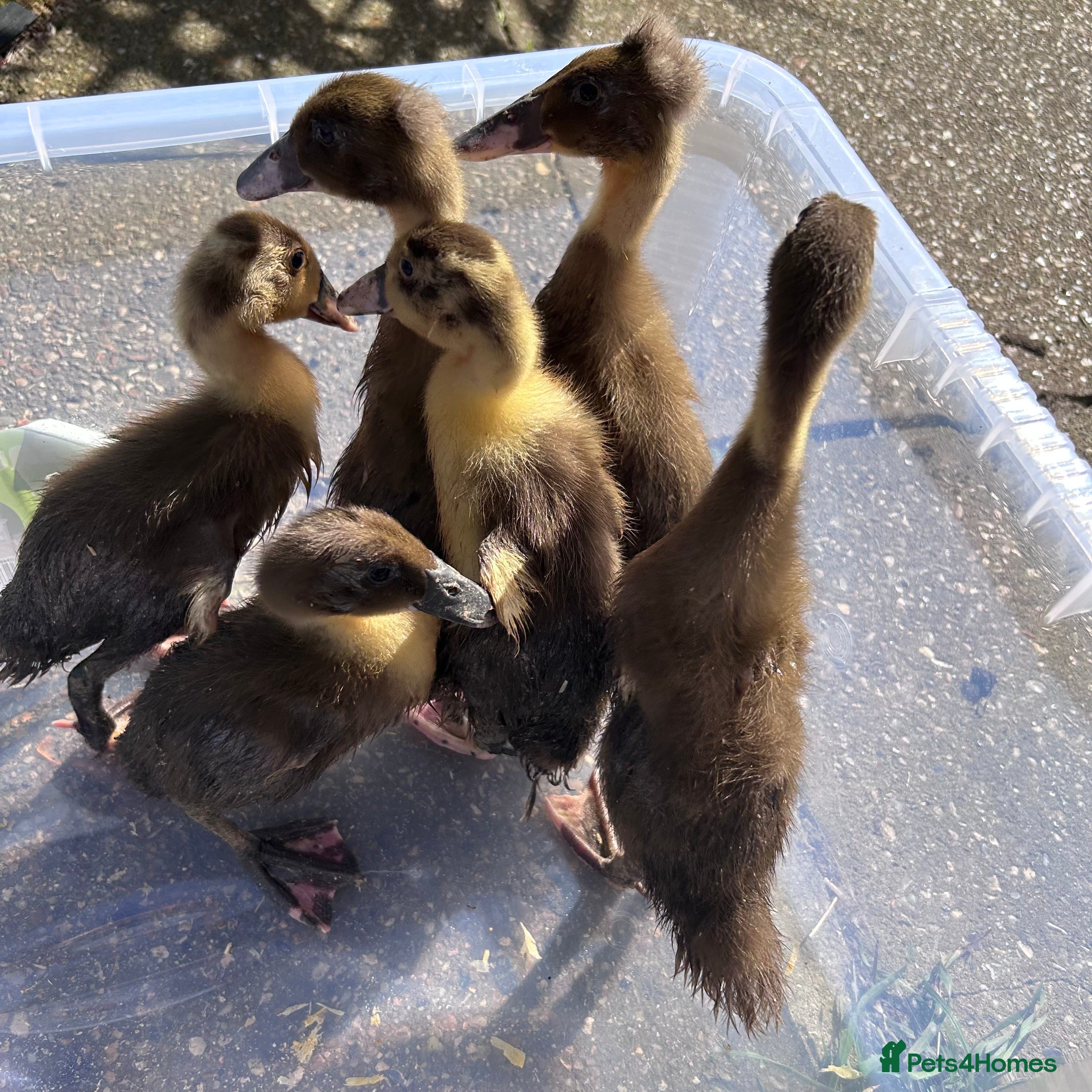 Mixed Breed poultry Khakai Campbell and Bali runner ducks  - Advert 14