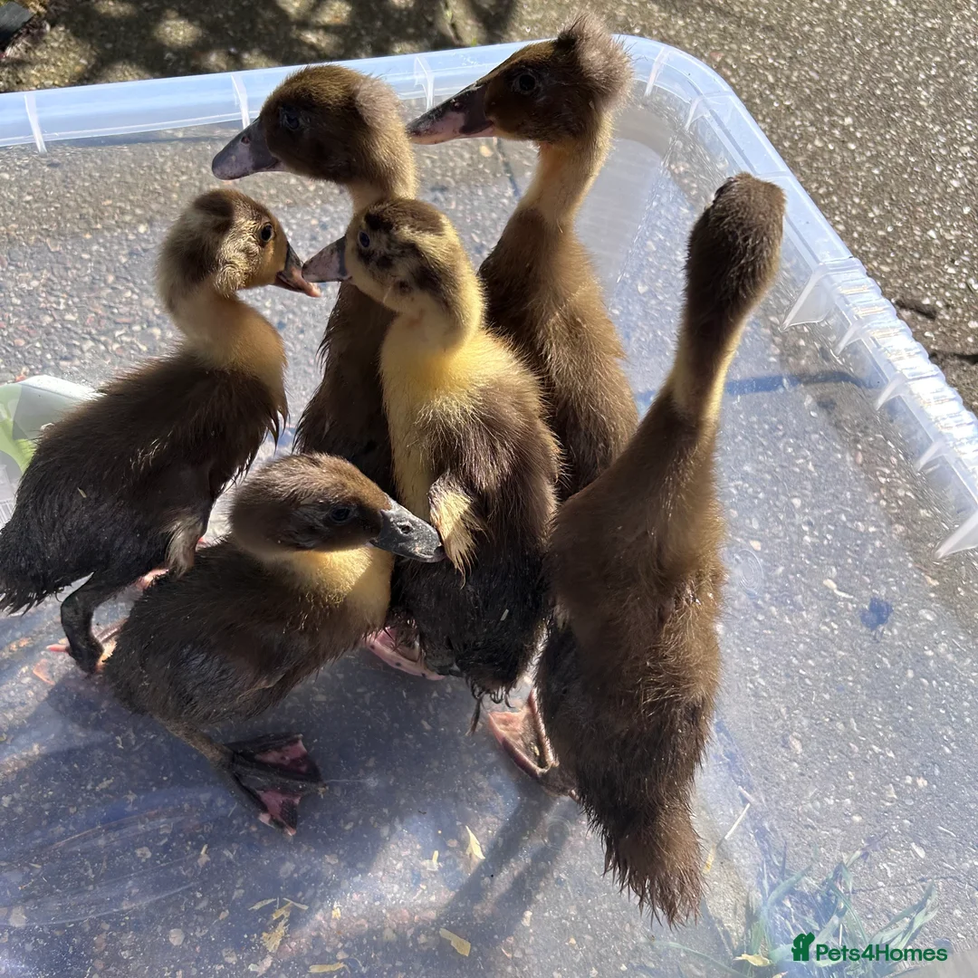 Mixed Breed poultry for sale: Khakai Campbell and Bali runner ducks  - Advert 1