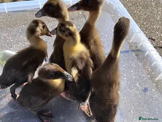 Mixed Breed poultry Khakai Campbell and Bali runner ducks - Advert 14