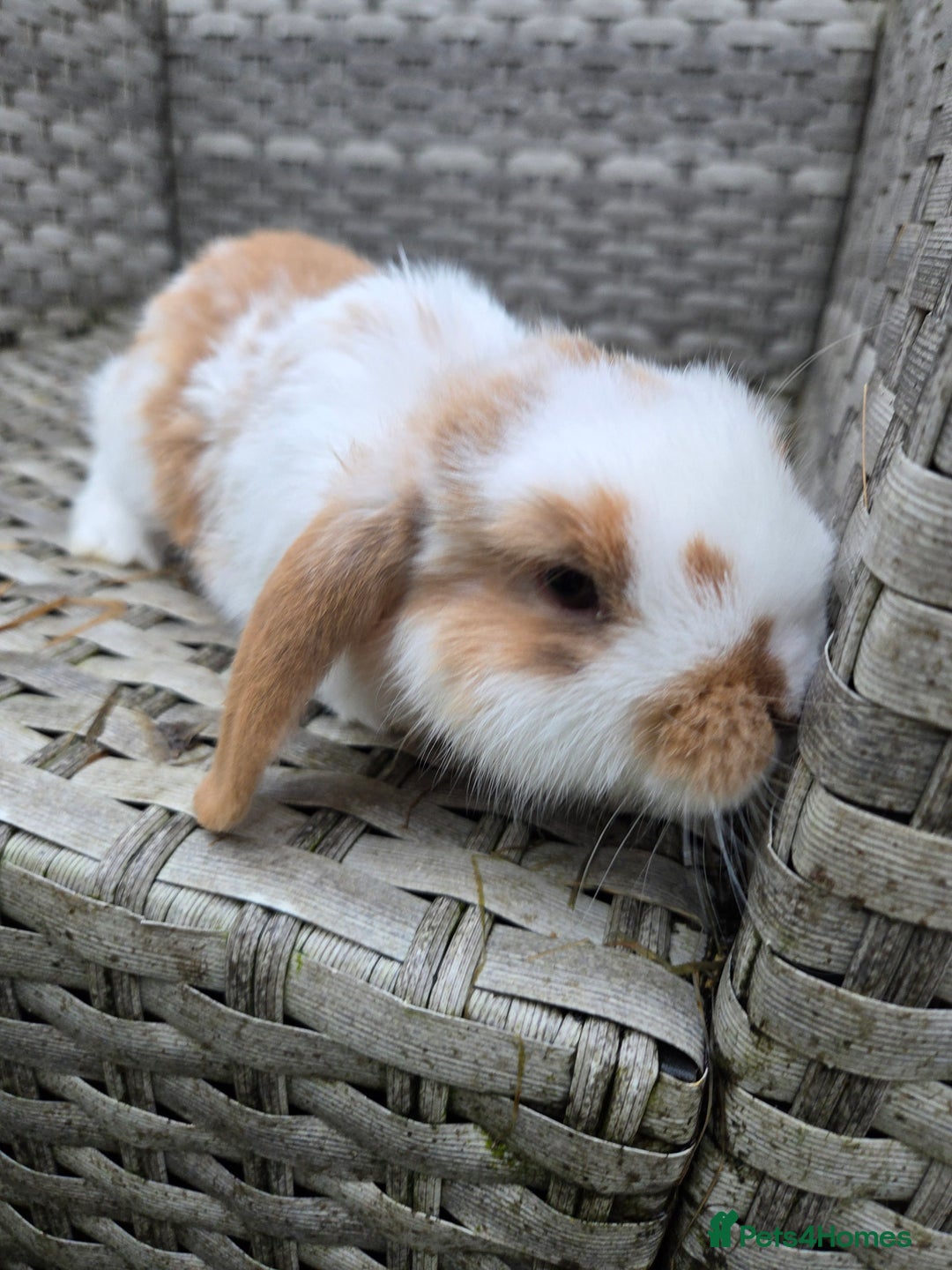 Rex rabbits for sale: 🐰🐰Beautiful baby mini rex 🐰🐰 - Advert 16