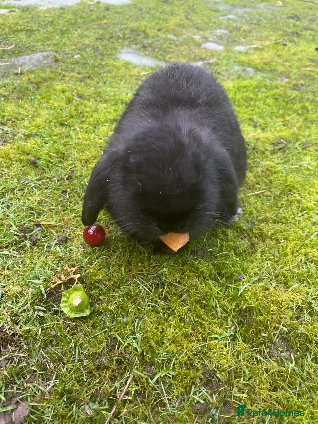 Mini Lop rabbits for sale: *1 left* - Advert 6