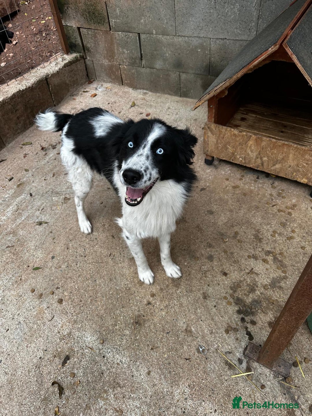 Mixed Breed dogs for adoption: Azur is looking for a family! - Advert 4