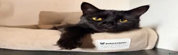 Maine Coon cats for sale: Maine coon x Bombay x Tabby - Advert 5