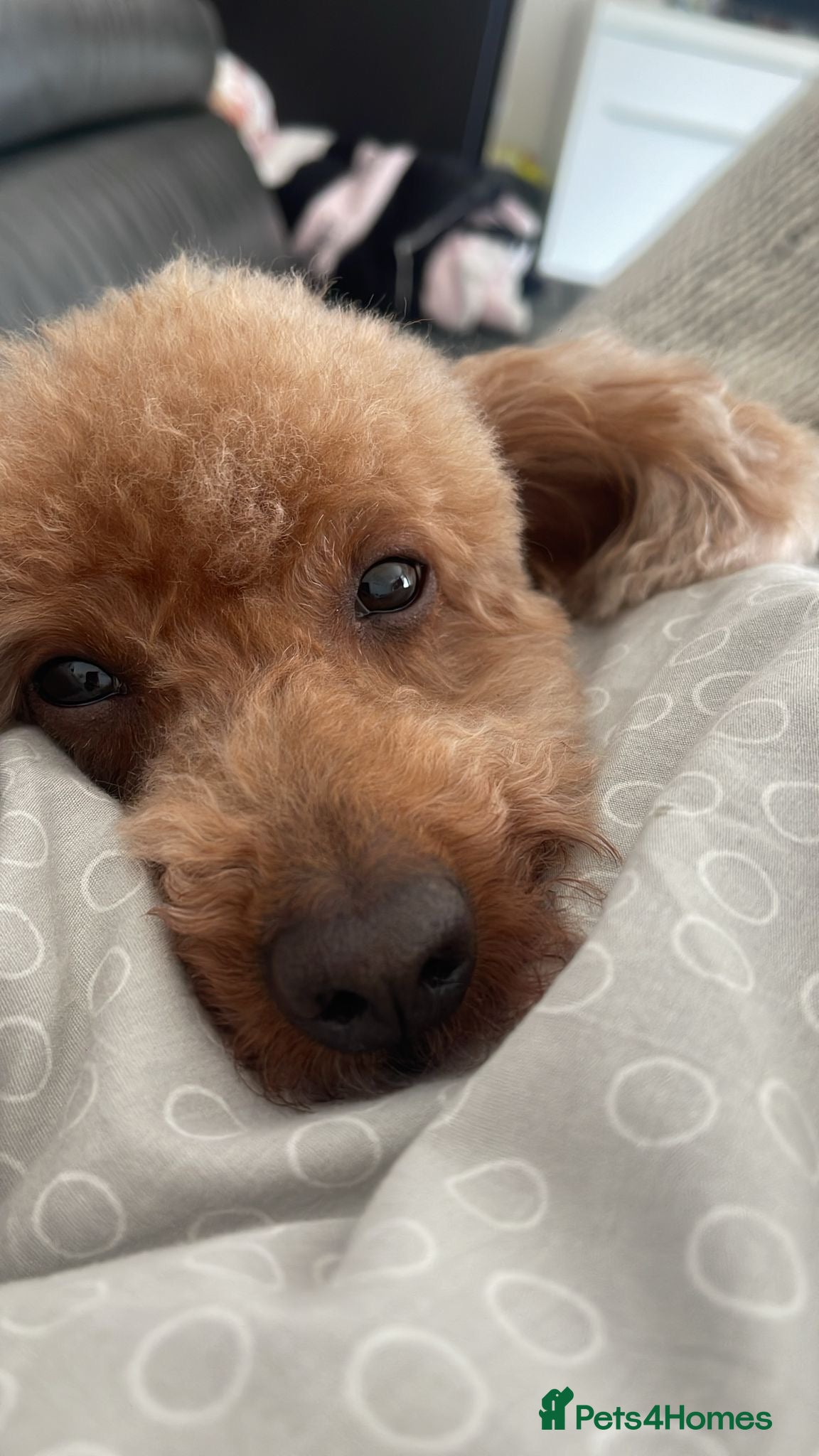 Toy Poodle dogs Toy poodle - Advert 1