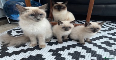 Ragdoll cats - Advert 4