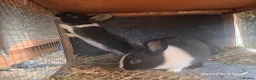 Dutch rabbits for sale: Bunnies male and female available in Liverpool - Advert 1