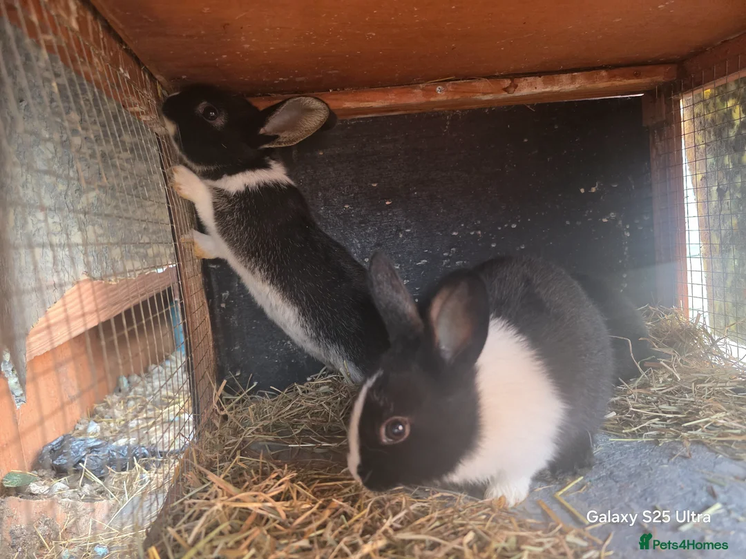 Dutch rabbits for sale: Bunnies male and female available in Liverpool - Advert 1